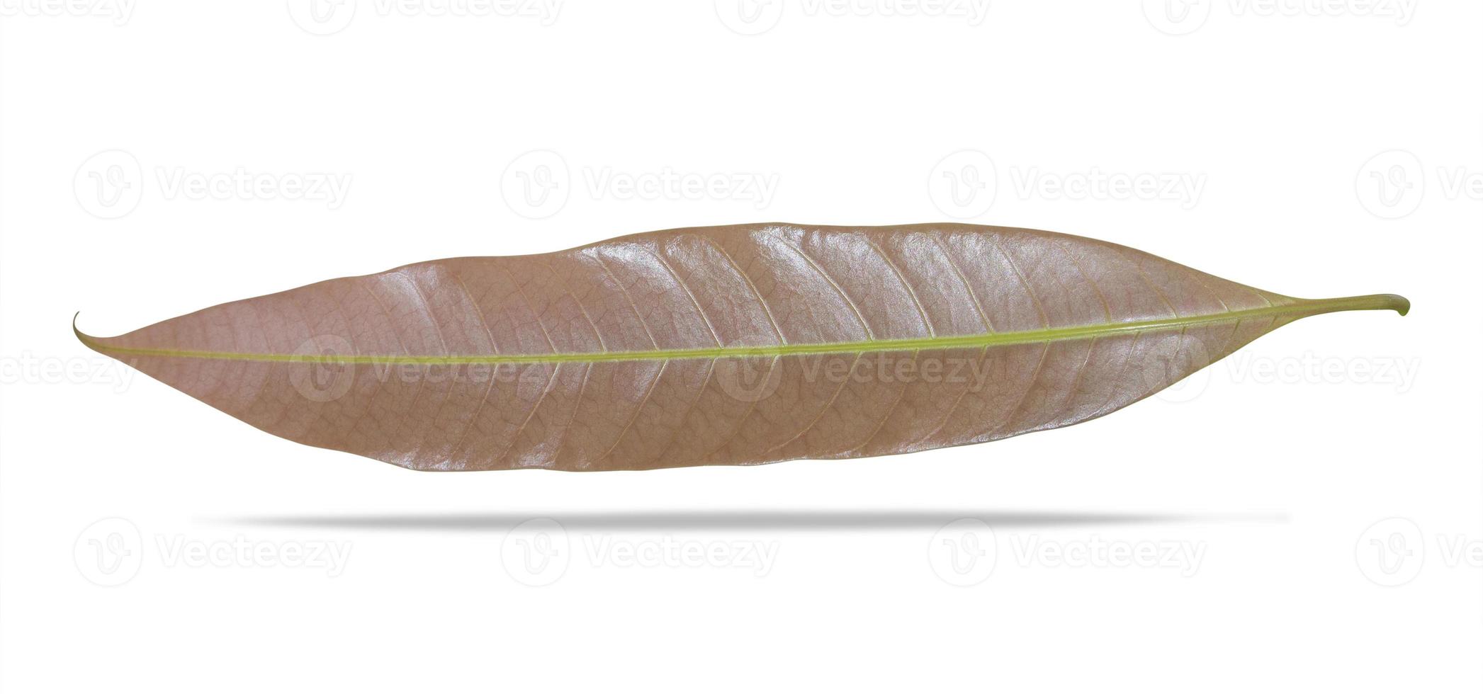 mango leaves on white background. clipping path included photo