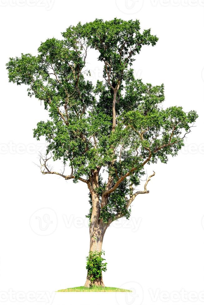 Tree image, Tree object, Tree JPG isolated on white background photo