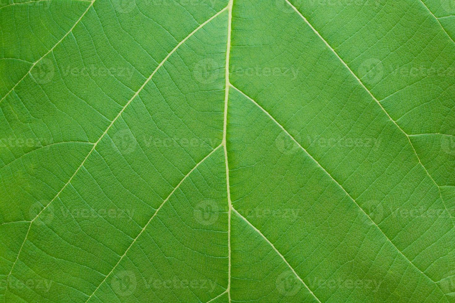 Leaf texture background photo