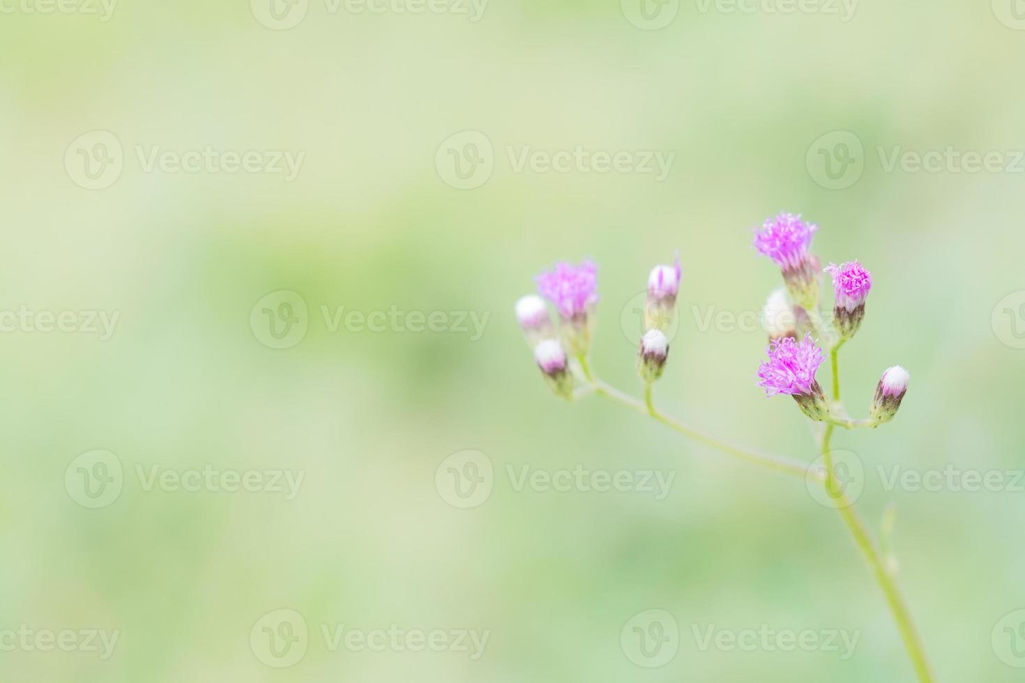 Little Ironweed, Purple Fleabane  flower on green blurred background photo