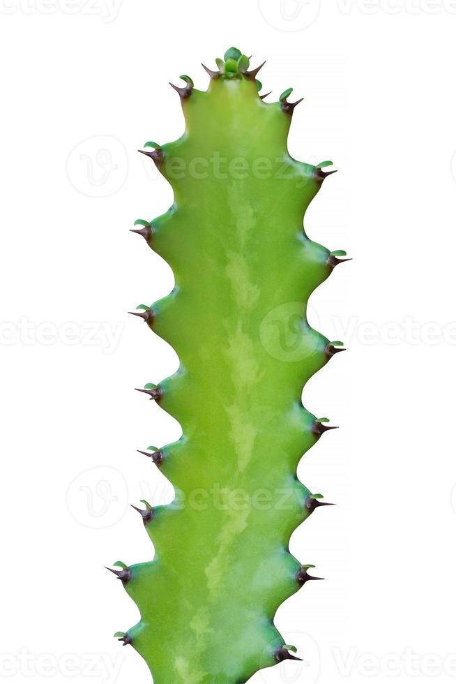 cactus isolated on white photo
