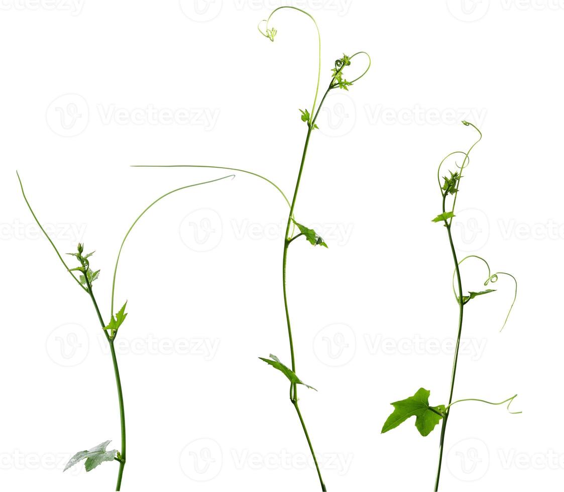 Vine plant isolated on white background photo