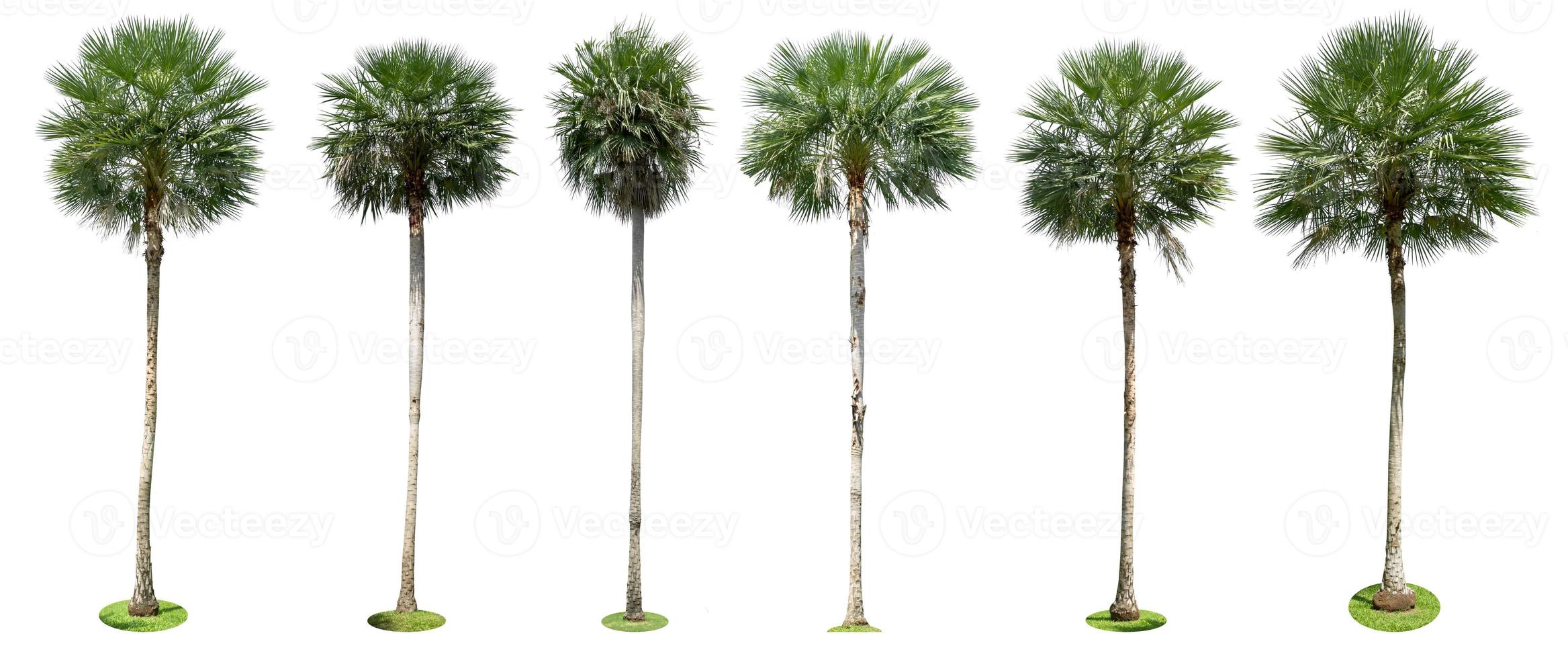 Palm trees isolated collection on white background photo