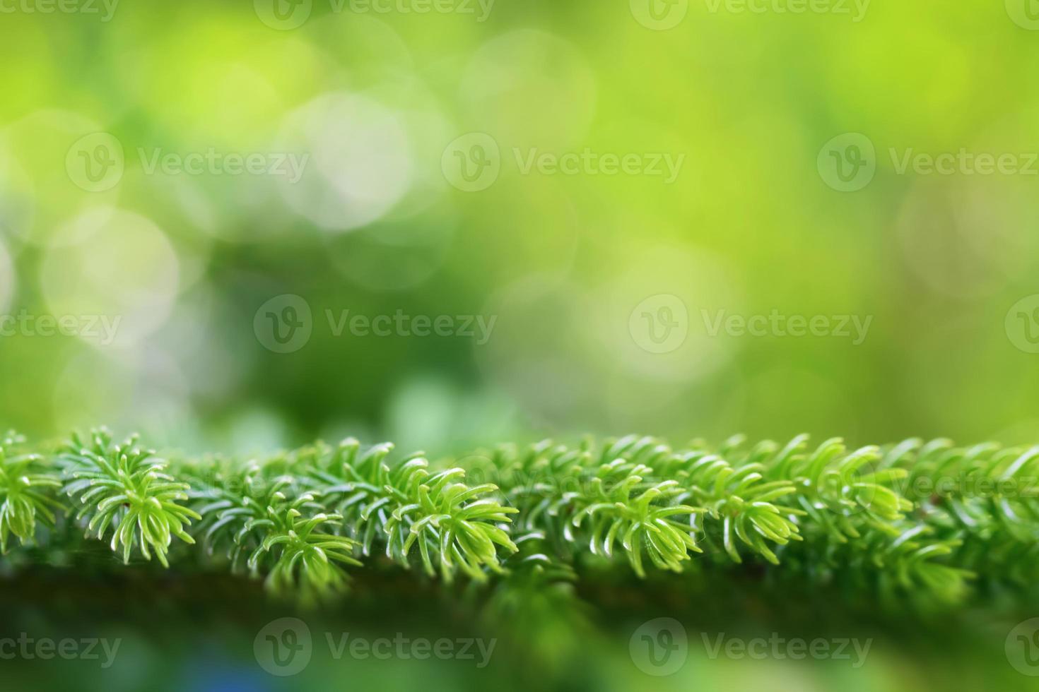 christmas tree background with circle bokeh photo