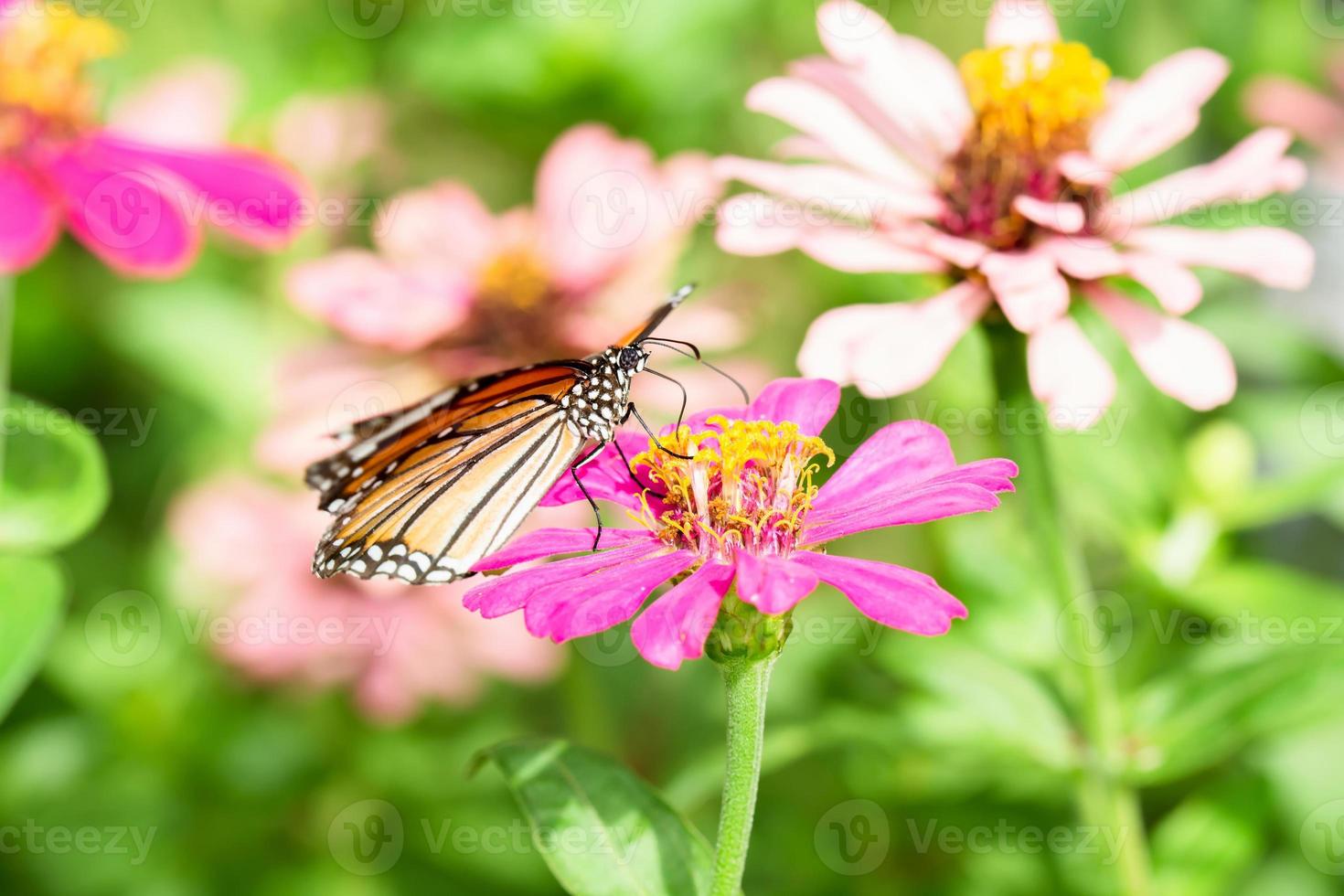 butterfly on flower photo
