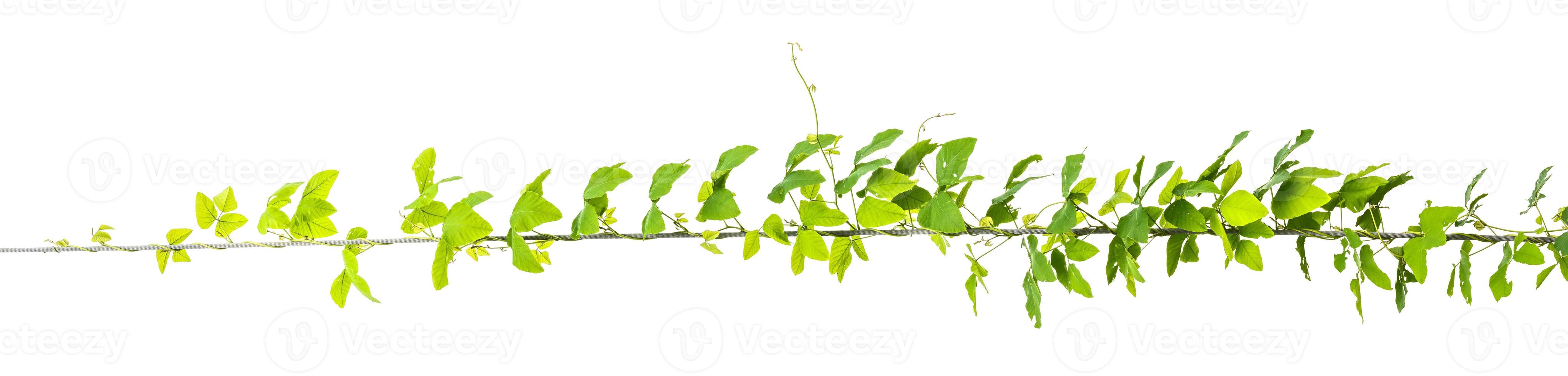 vine plants, jungle leaves isolated on white background photo