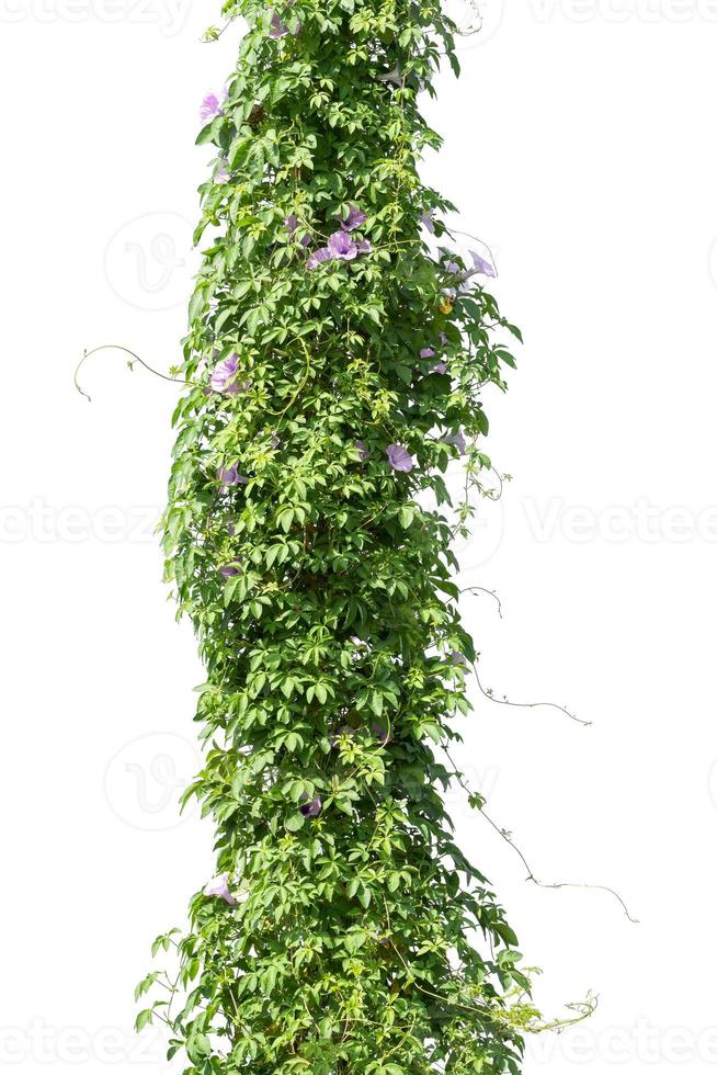 vine plants isolate on white background photo