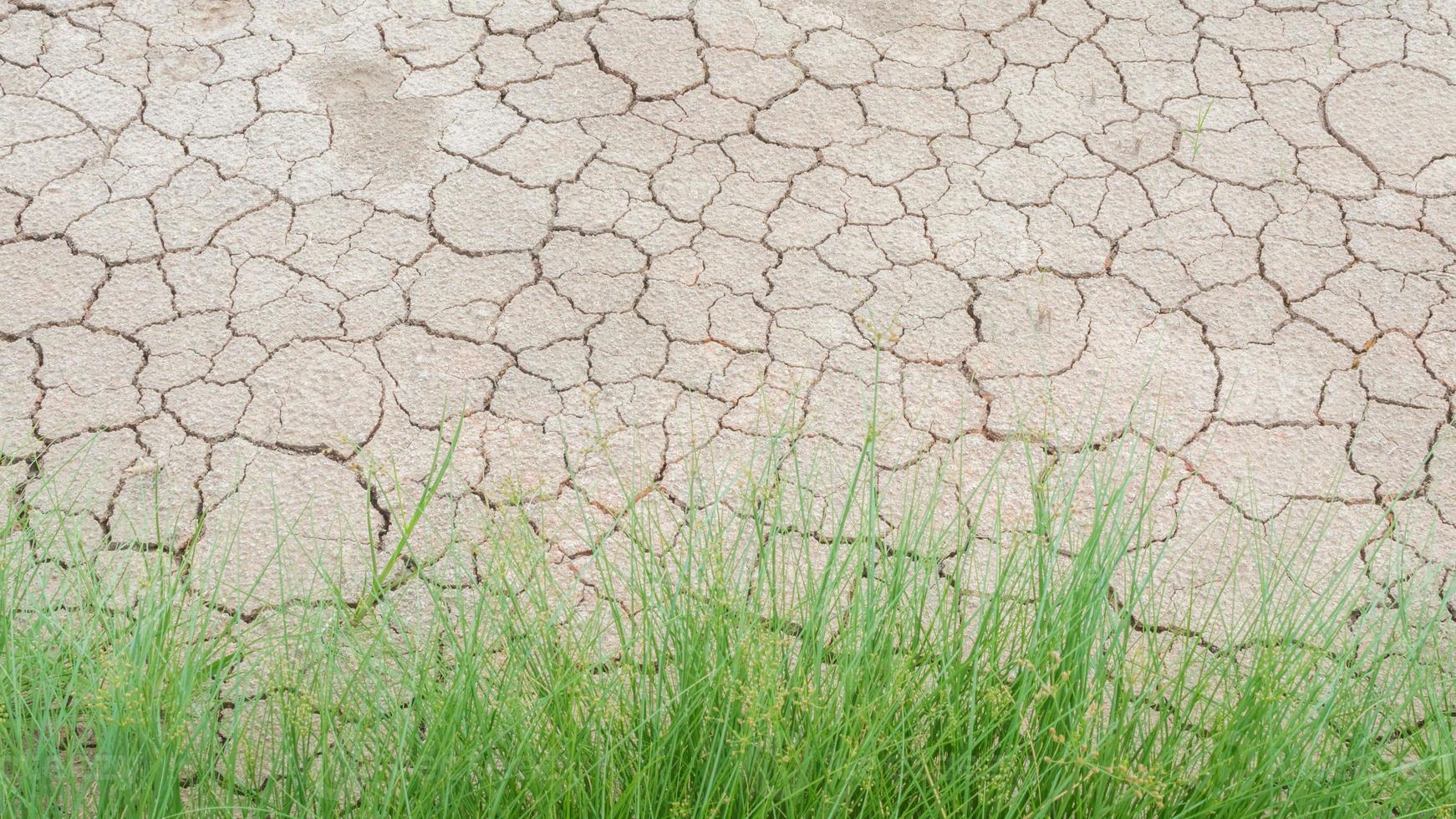 Grass in soil drought cracked texture photo