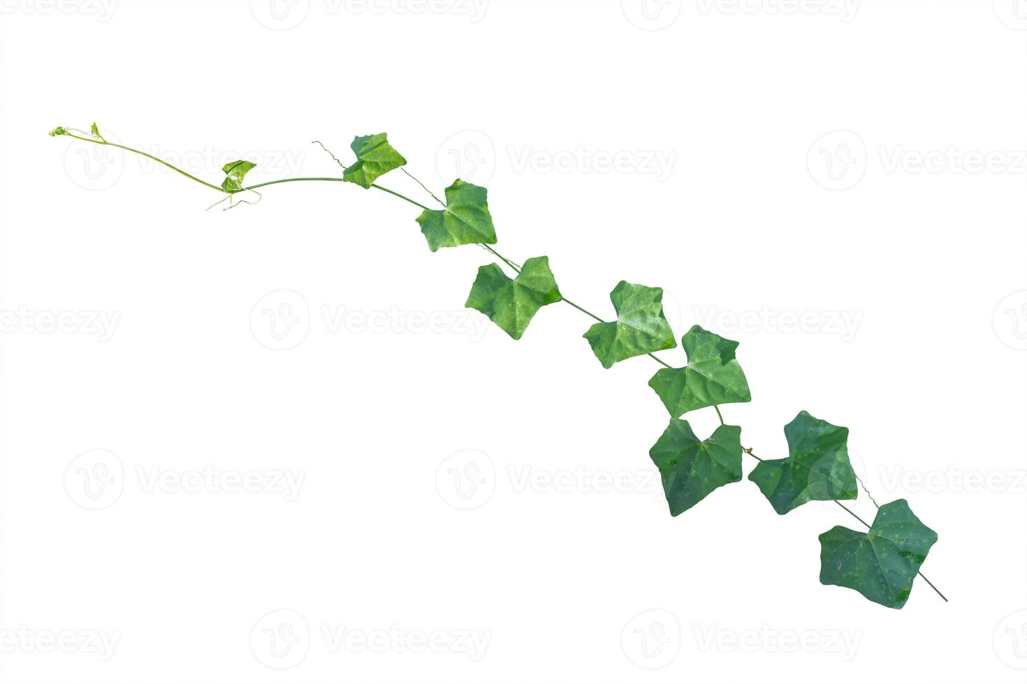 ivy. vine plants, ivy leaves of the climbing plant isolated on white background, clipping path included. photo