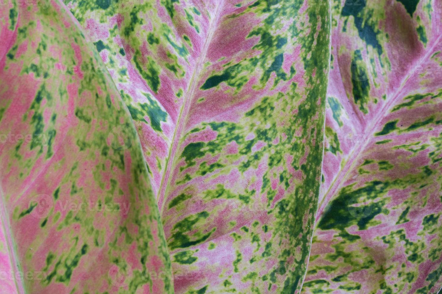 Green leaf pattern background photo