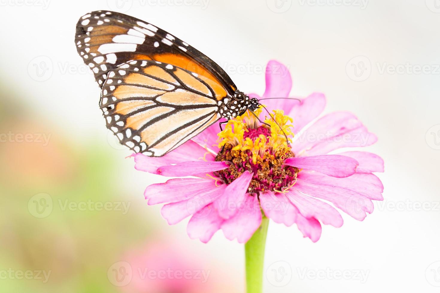 mariposa en flor foto