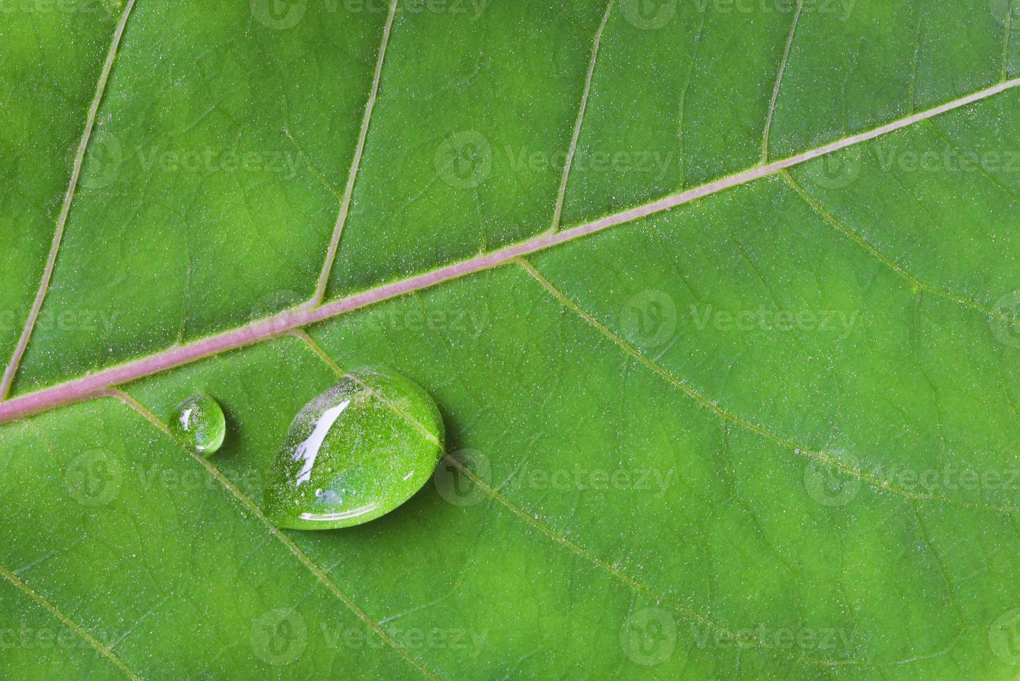 drop water on green leaf photo