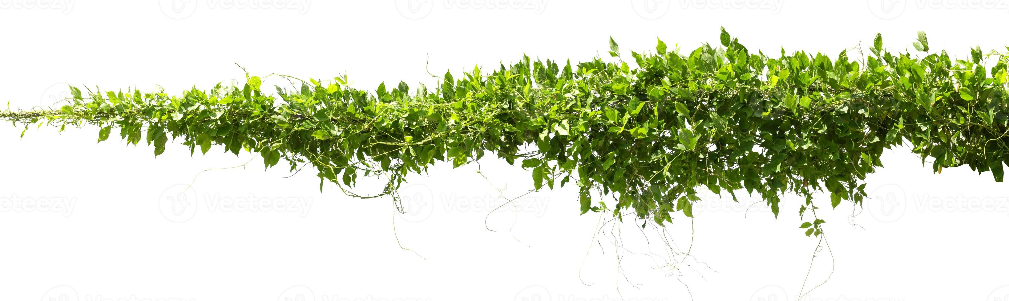 vine plants isolate on white background photo