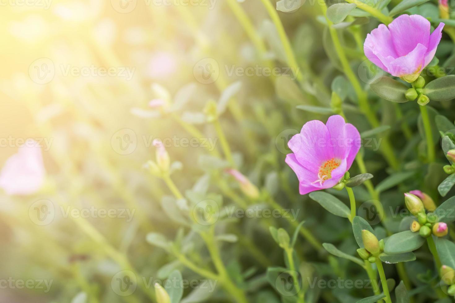 Pink flowers in soft warm light. Vintage autumn landscape blurry nature background. photo