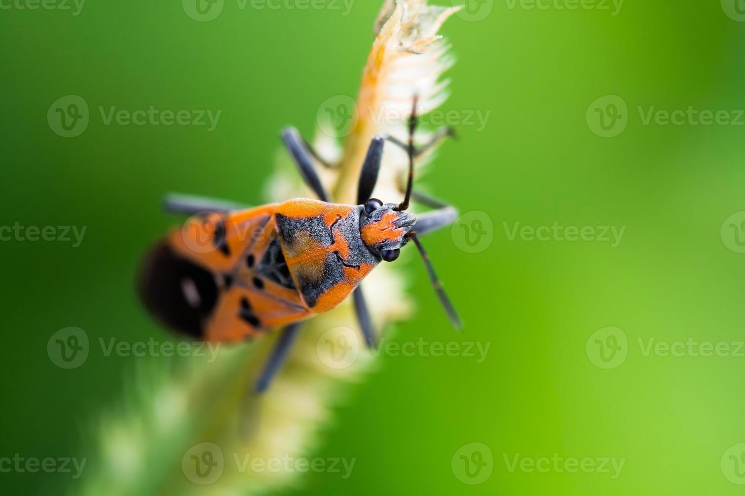 Orange Insect on flower photo