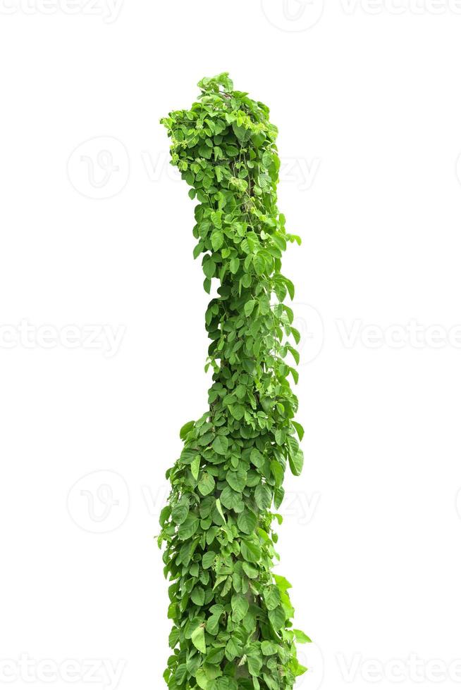 vine plants isolate on white background photo