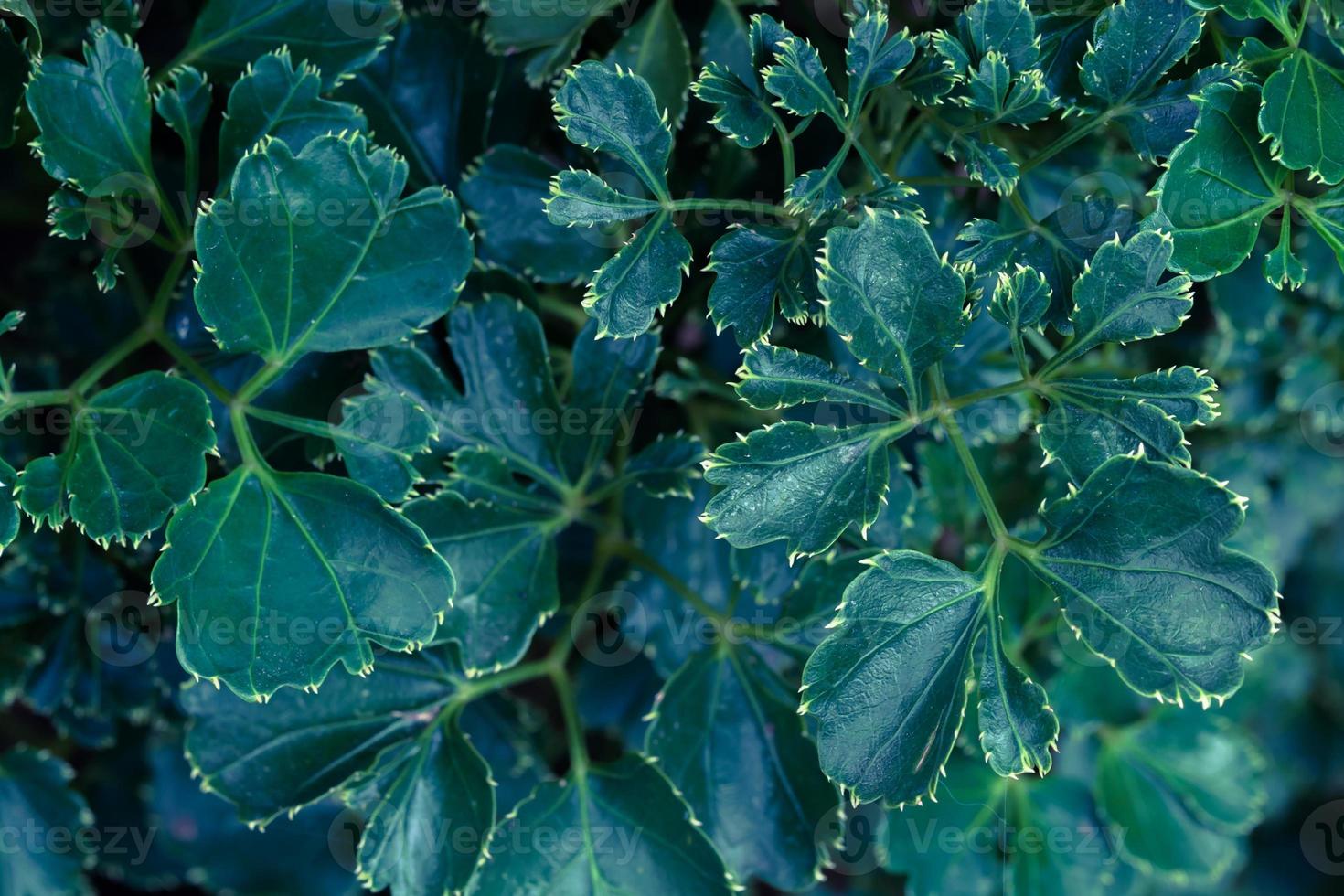 Green leaf pattern background photo