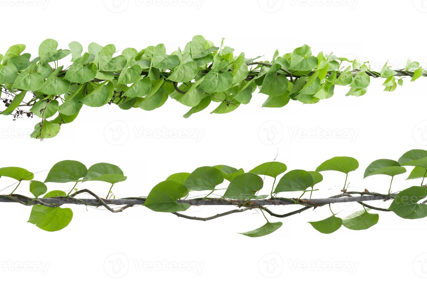 Vine Branch, Vine leaves on white background photo