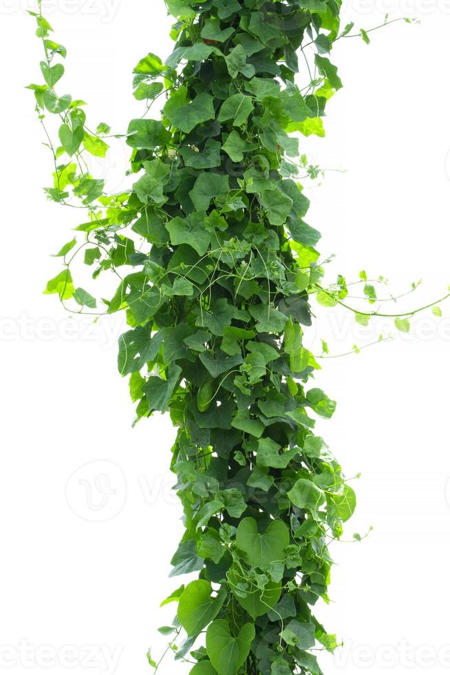 vine plants isolate on white background photo