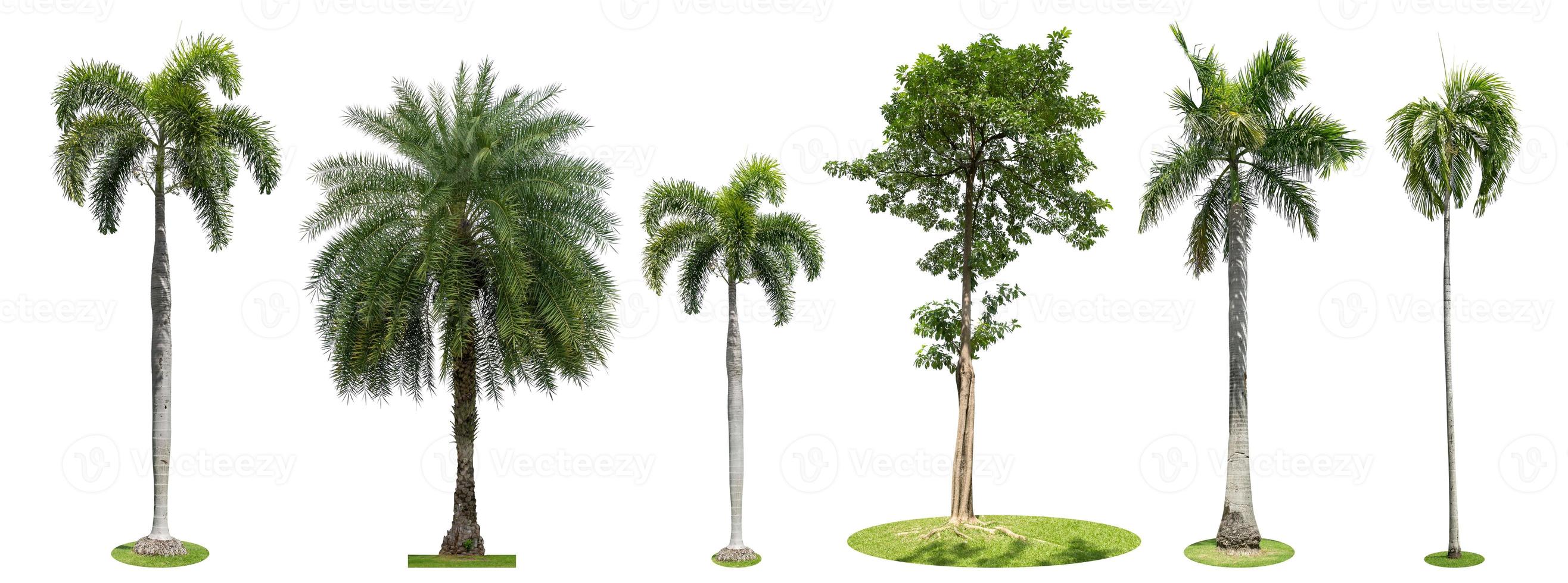 Palm trees isolated collection on white background photo