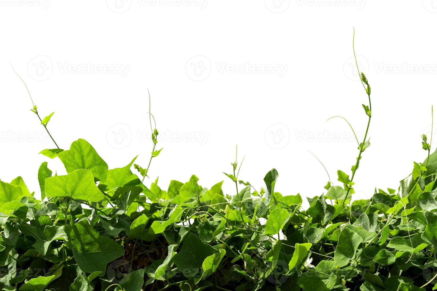 Vine Branch, Vine leaves on white background photo