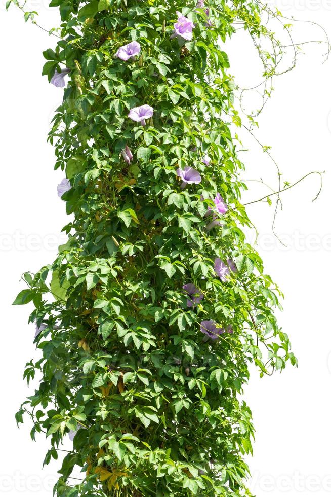 plantas de vid aislar sobre fondo blanco foto