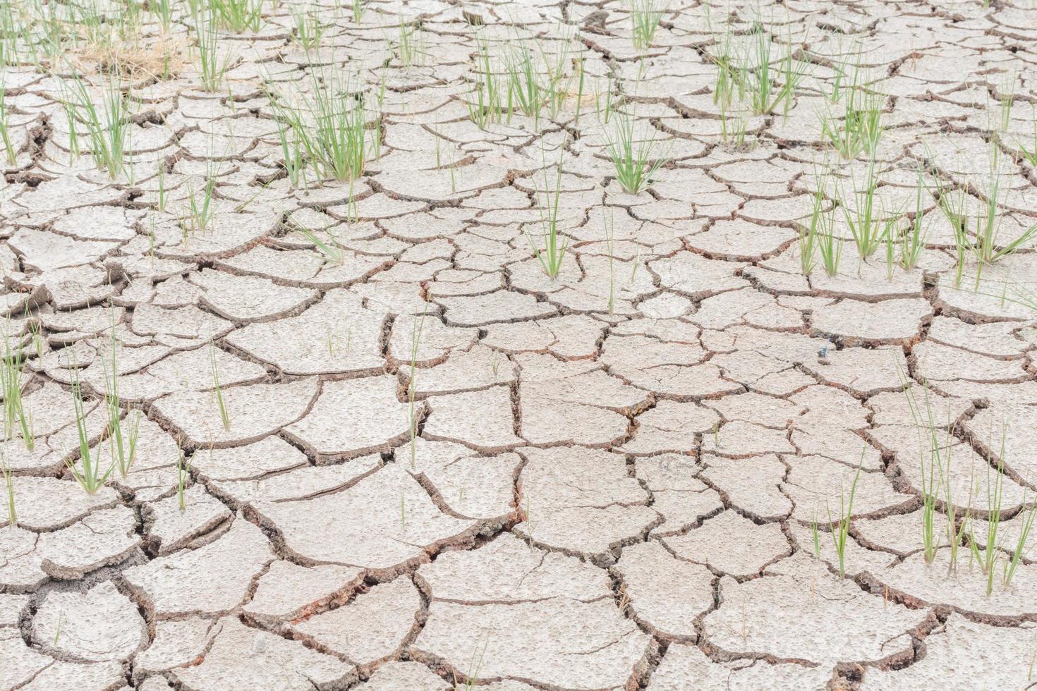 Dry cracked soil detail surface background photo