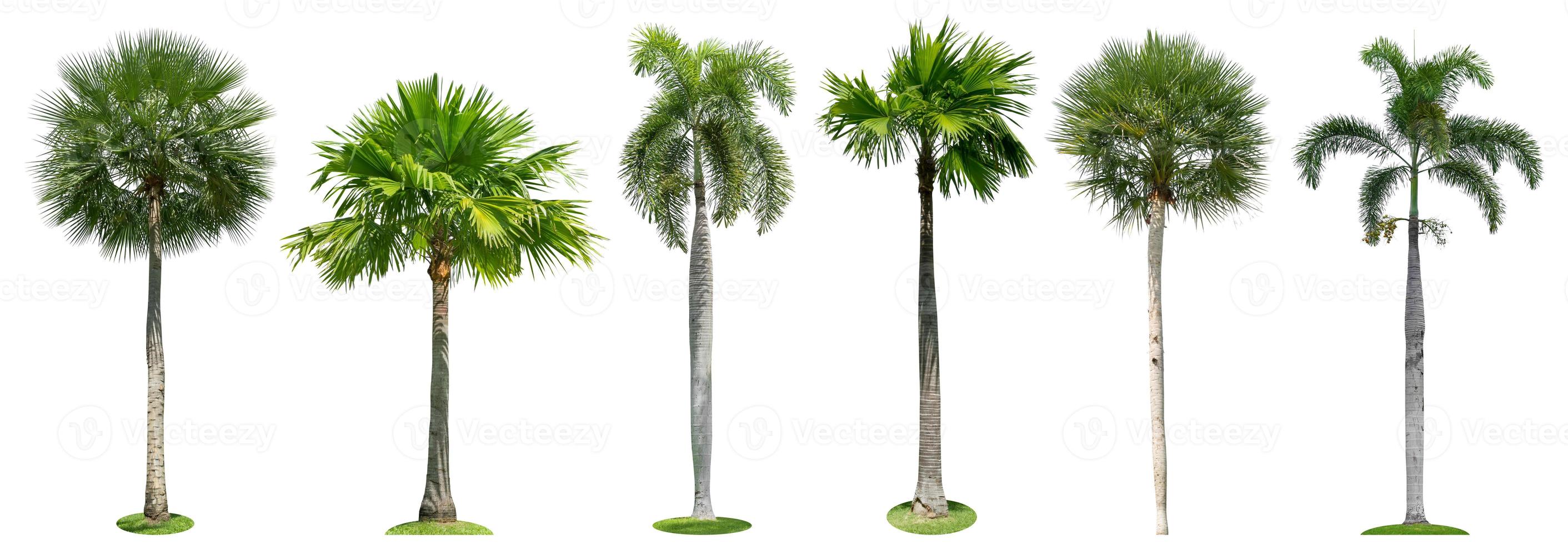 Palm trees isolated collection on white background photo