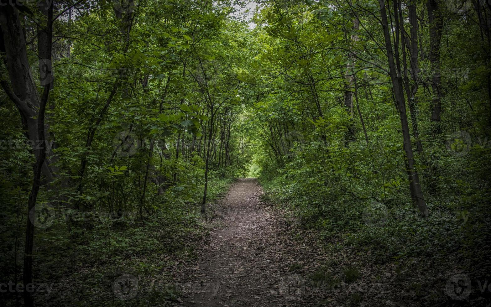 A Path Through the Deep Forest photo