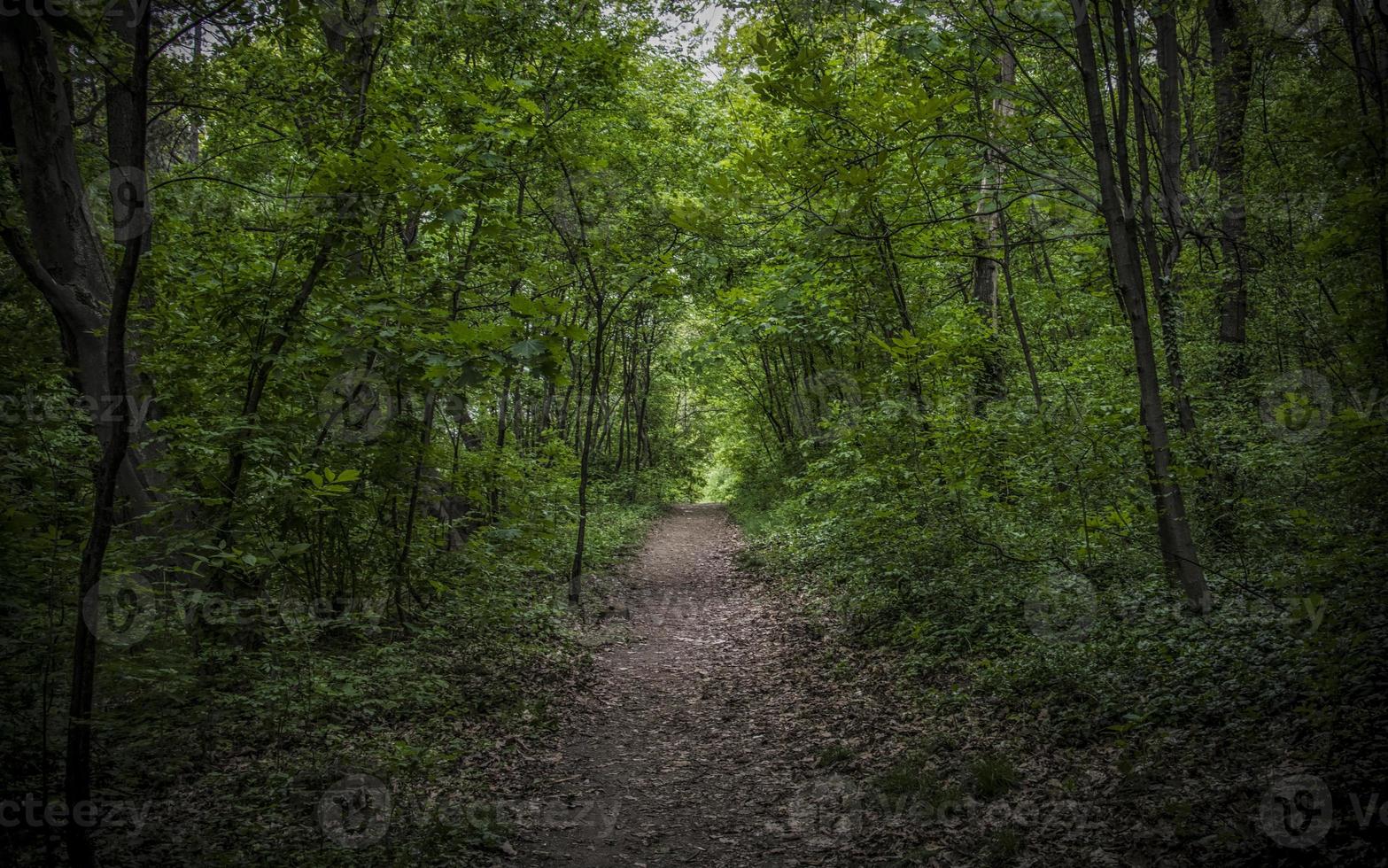 un camino a través del bosque profundo foto