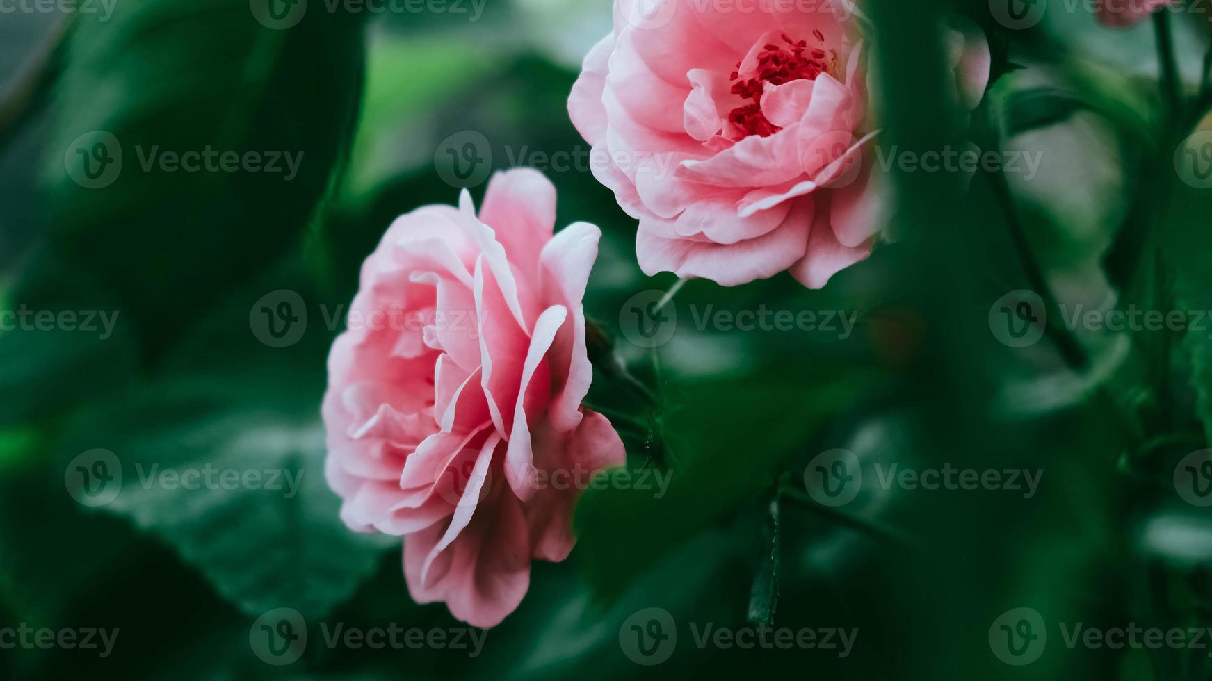 Pink rose flowers on a background of green leaves photo