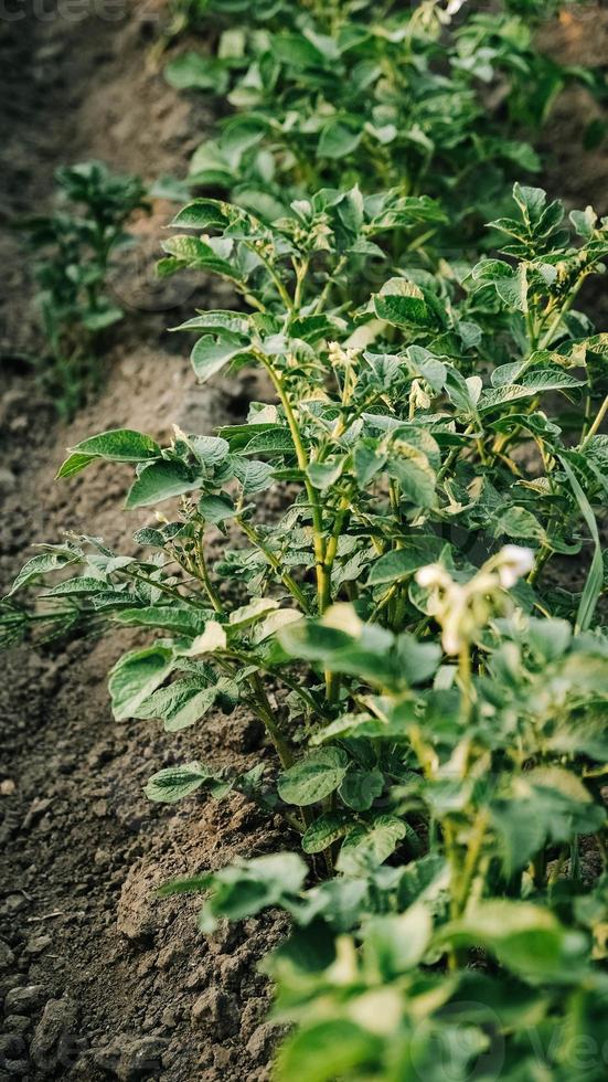 Young potato plants growing from ground on a background of vegetable garden photo