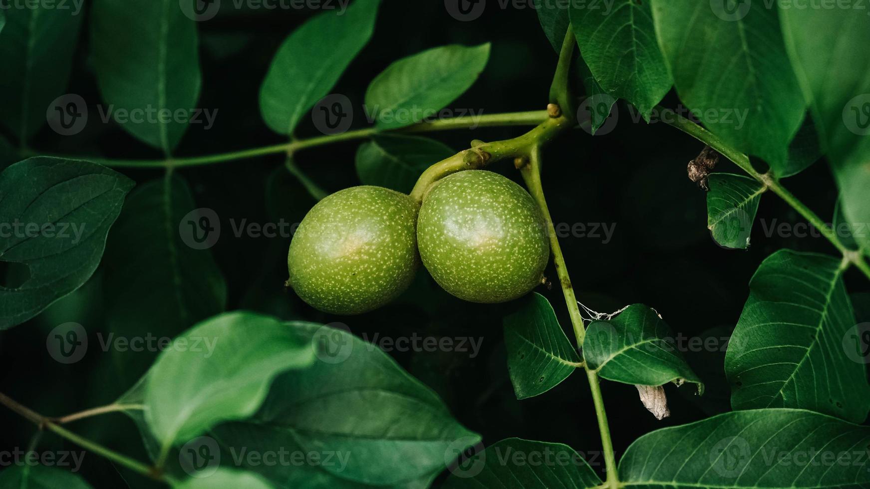 Young green walnuts grow on a branch among green leaves photo