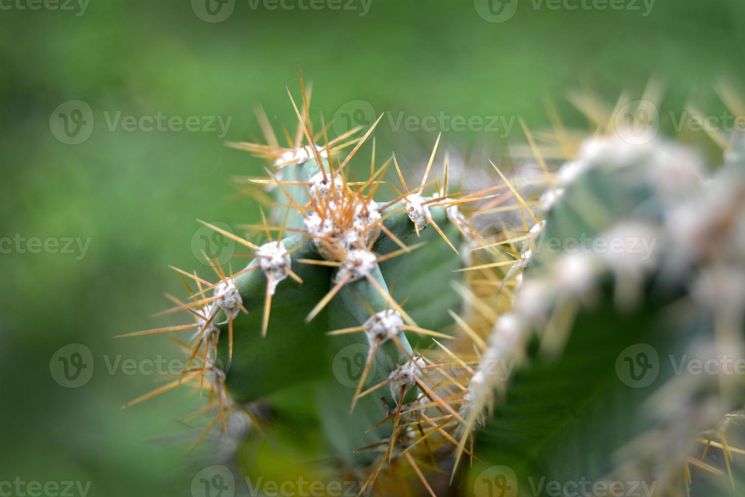 Green Cactus closeup. Thorny fast growing hexagonal shape Cacti perfectly close captured in the desert. photo