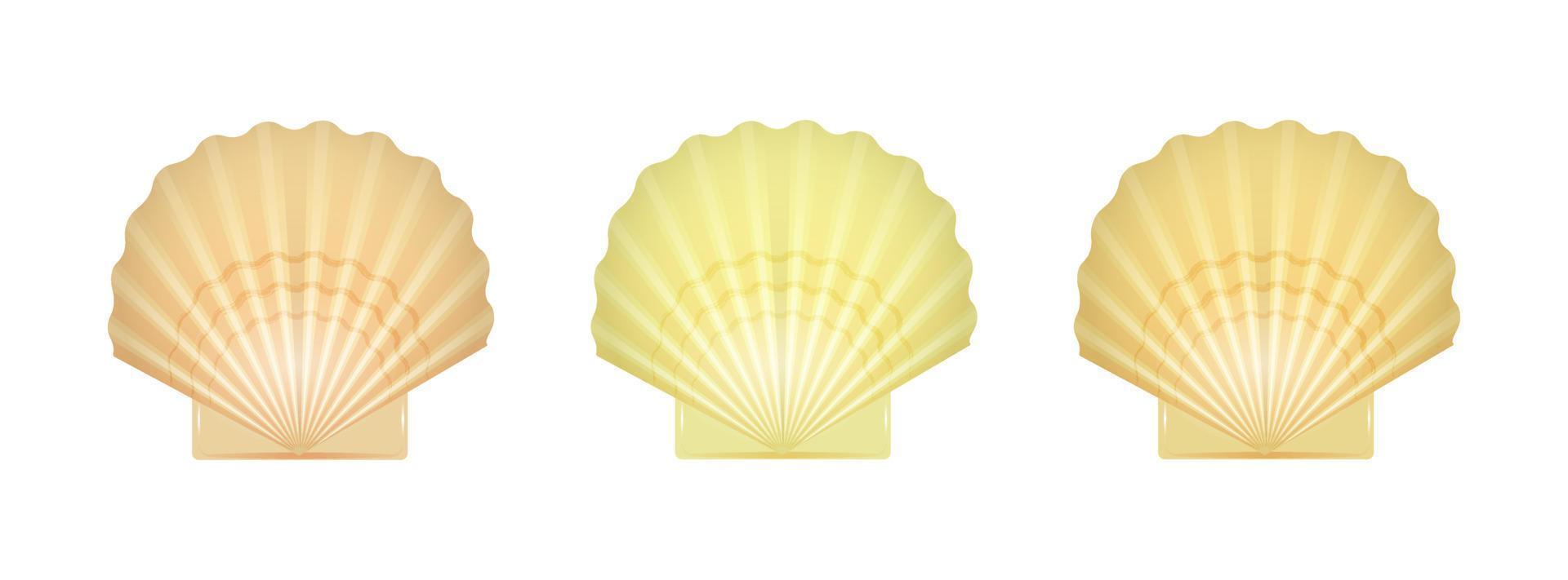 Scallop shells set vector illustration