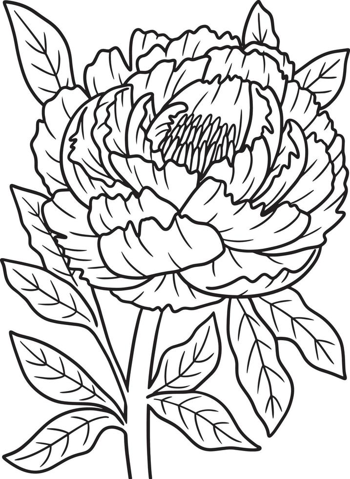 Peony Flower Coloring Page for Adults vector