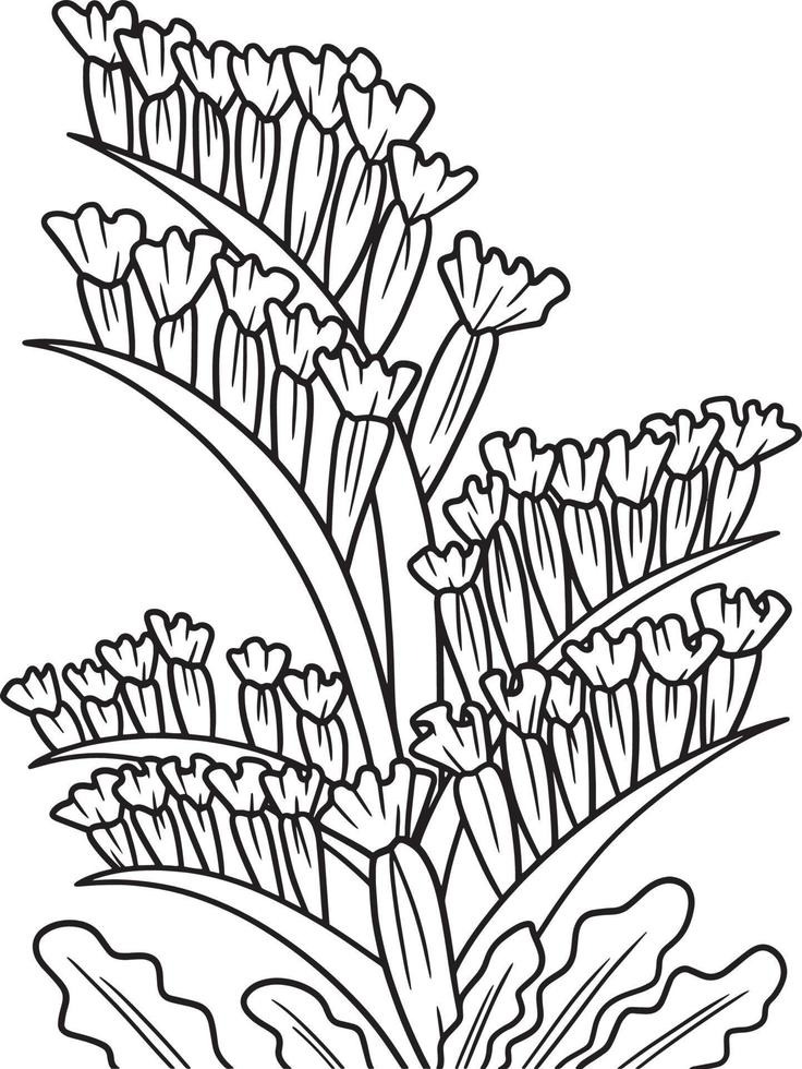 Statice Flower Coloring Page for Adults vector