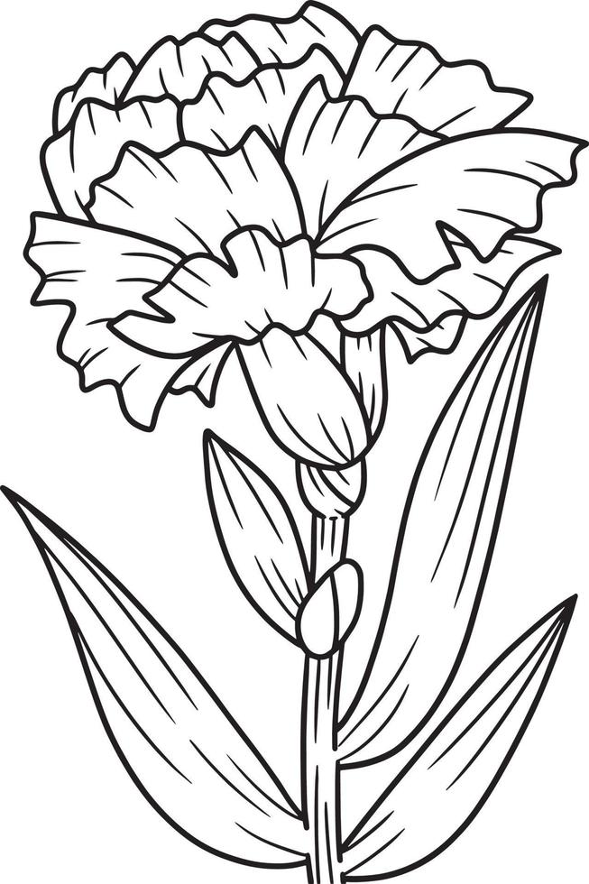 Carnation Flower Coloring Page for Adults vector