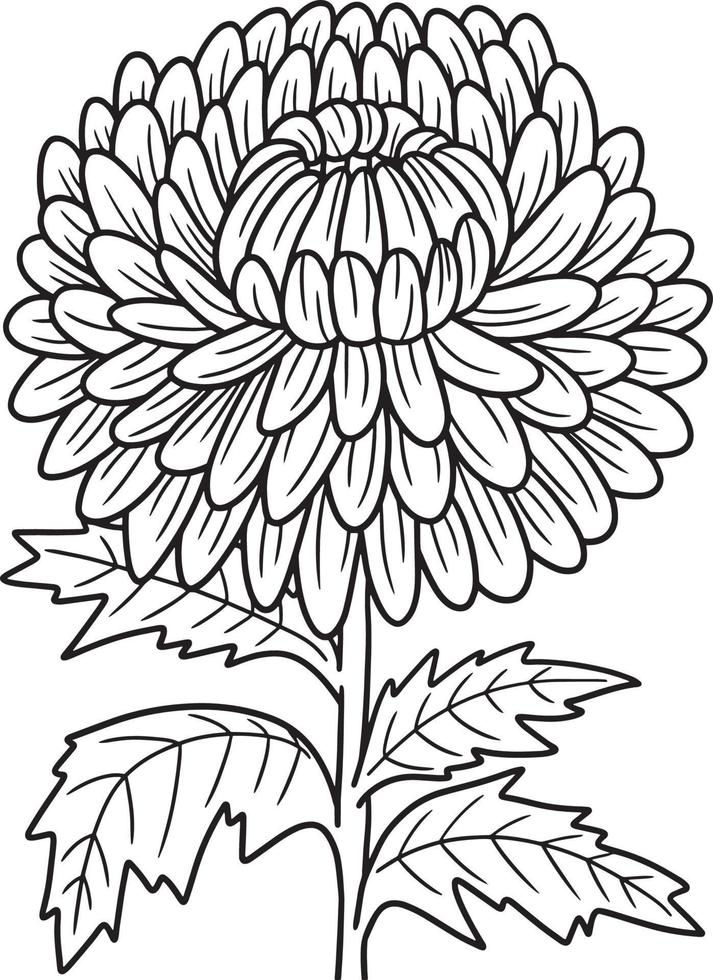 Chrysanthemum Flower Coloring Page for Adults vector