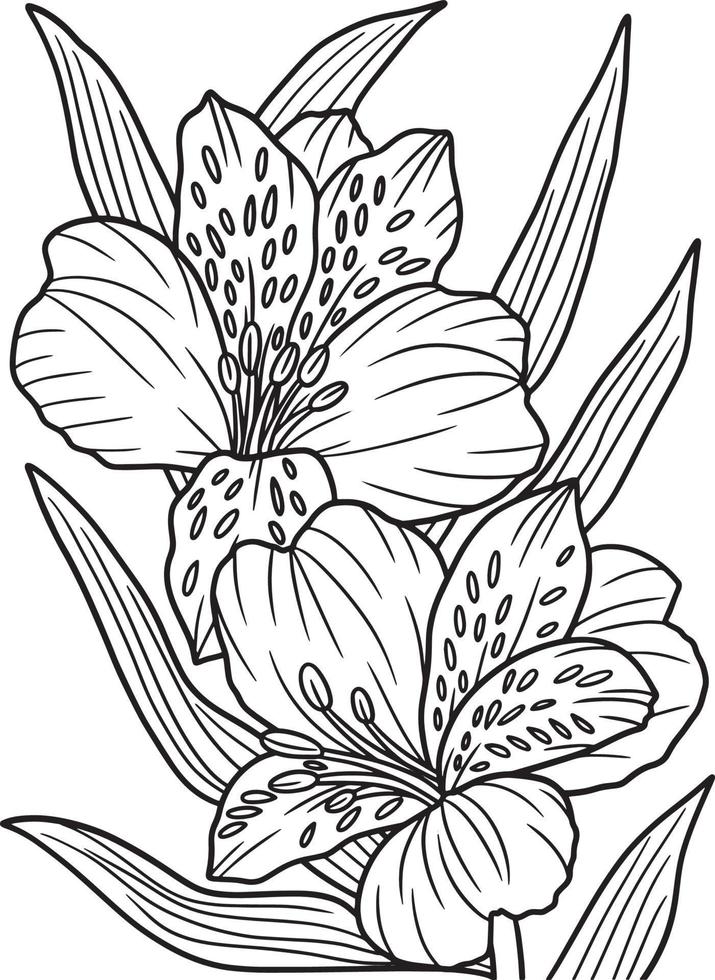 Alstroemeria Flower Coloring Page for Adults vector