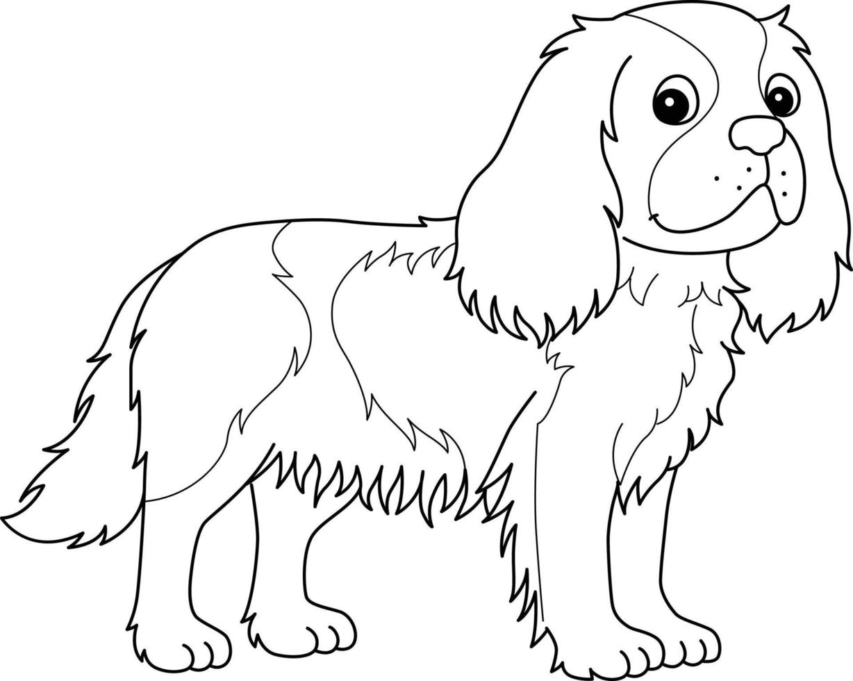 cavalier king charles spaniel aislado para colorear vector