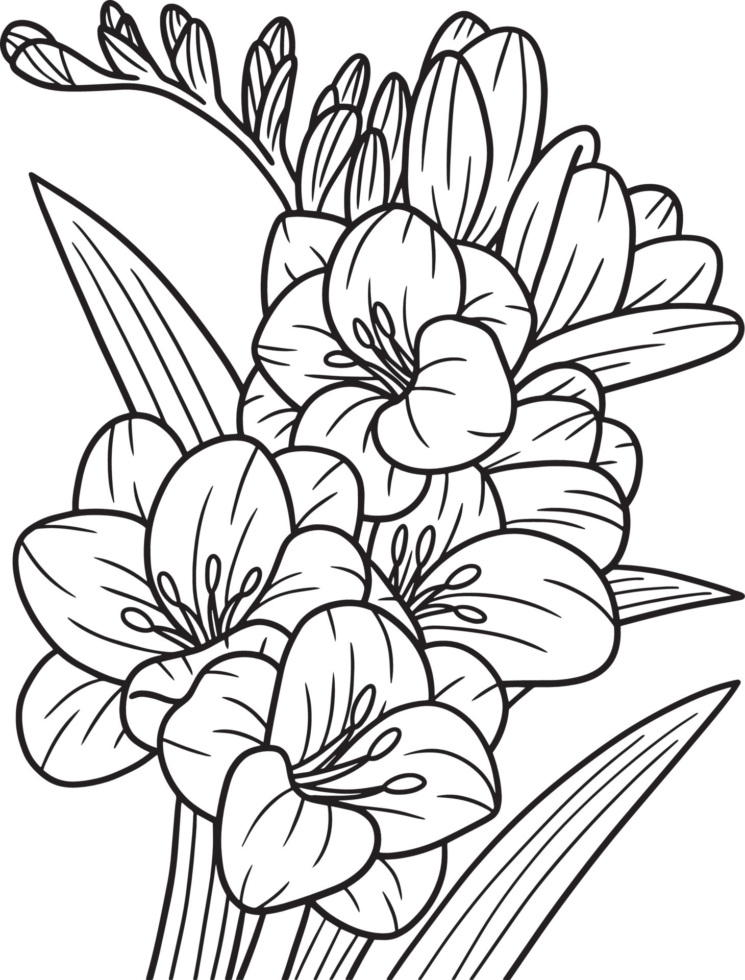 Freesia Flower Coloring Page for Adults 8944236 Vector Art at Vecteezy