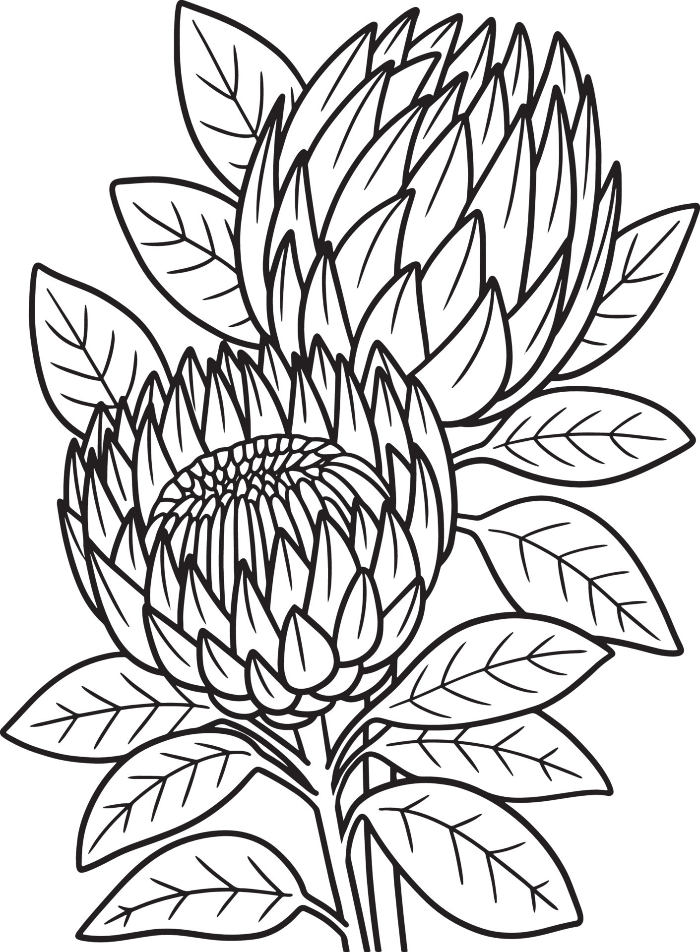 Proteas Flower Coloring Page for Adults 8944278 Vector Art at Vecteezy