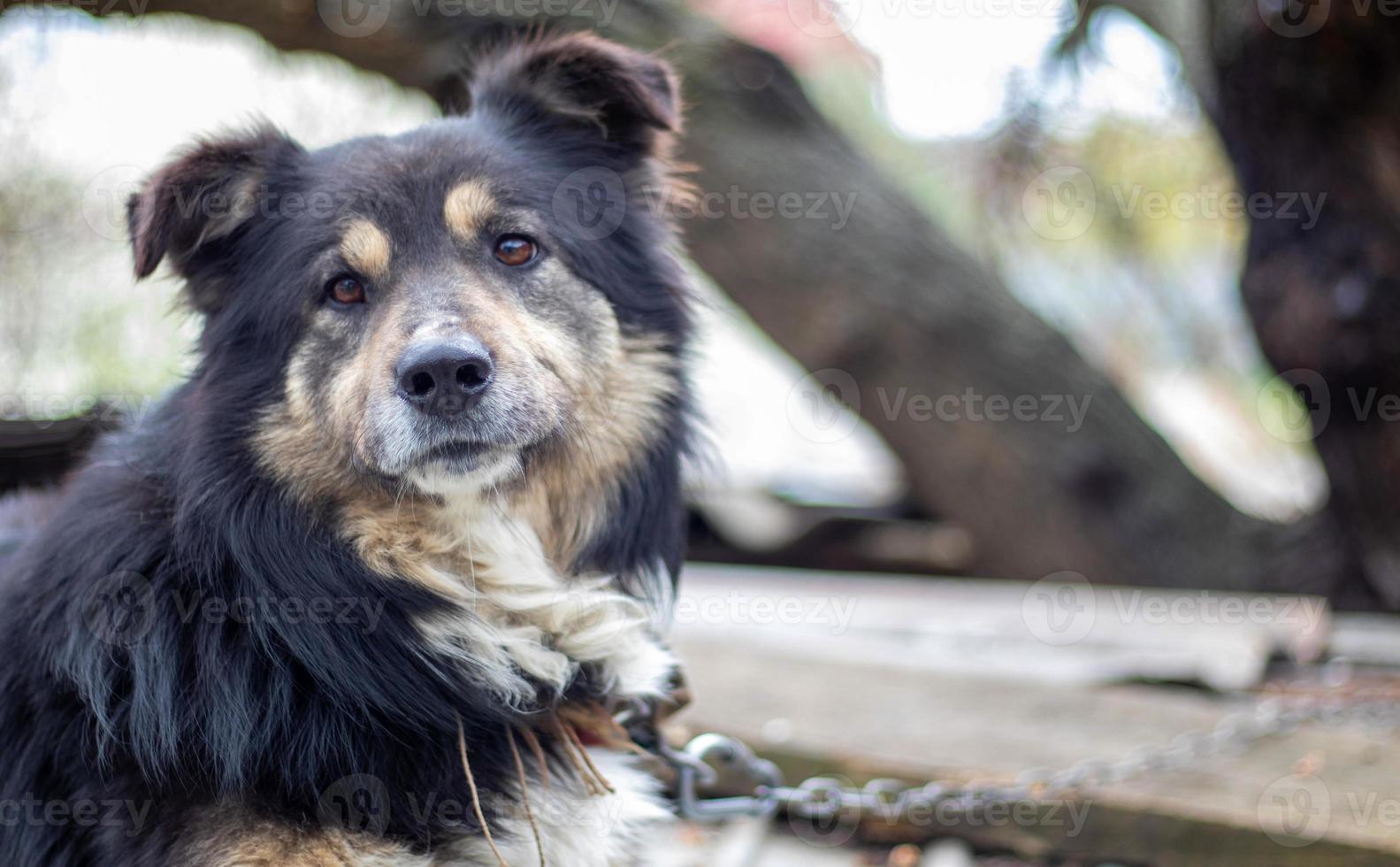 un perro mestizo grande y negro yace en el patio en verano. retrato de un perro de pura raza al aire libre en la naturaleza. foto