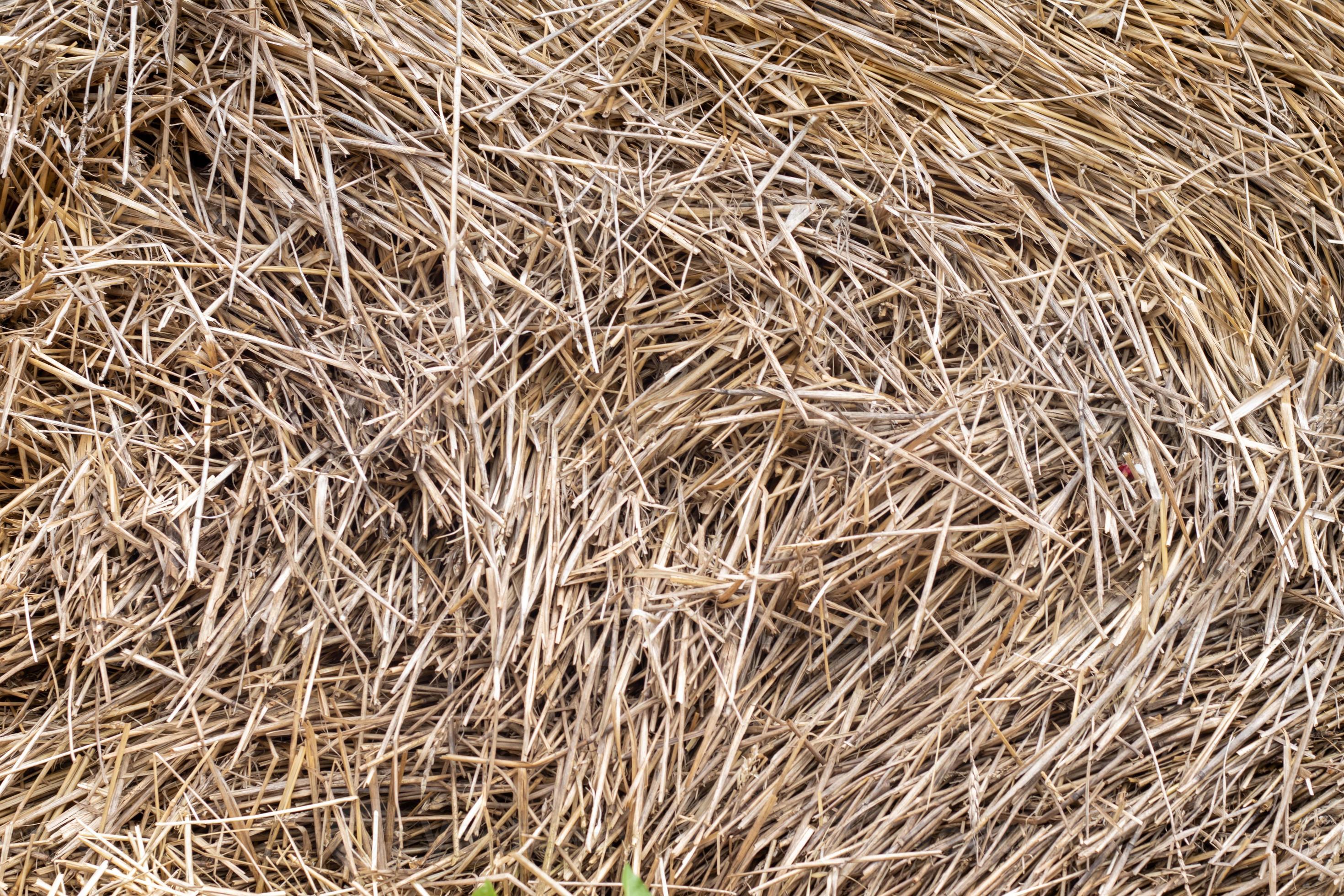 straw, dry straw, hay straw yellow background, hay straw texture