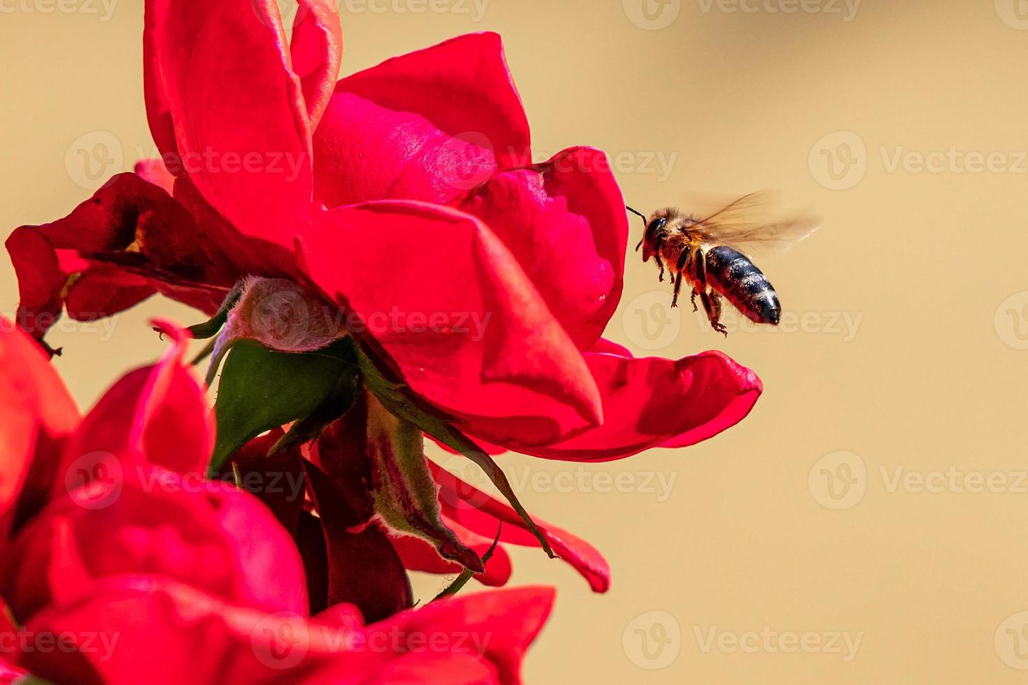 Bee and flower. Close up of a large striped bee collecting pollen on flower on a sunny bright day. photo