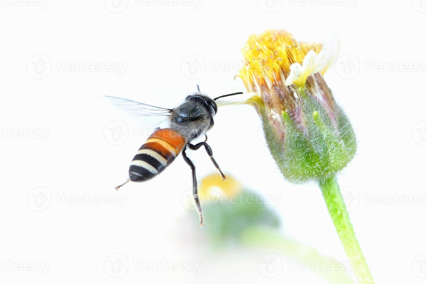 a bee Flying Isolated on white background photo