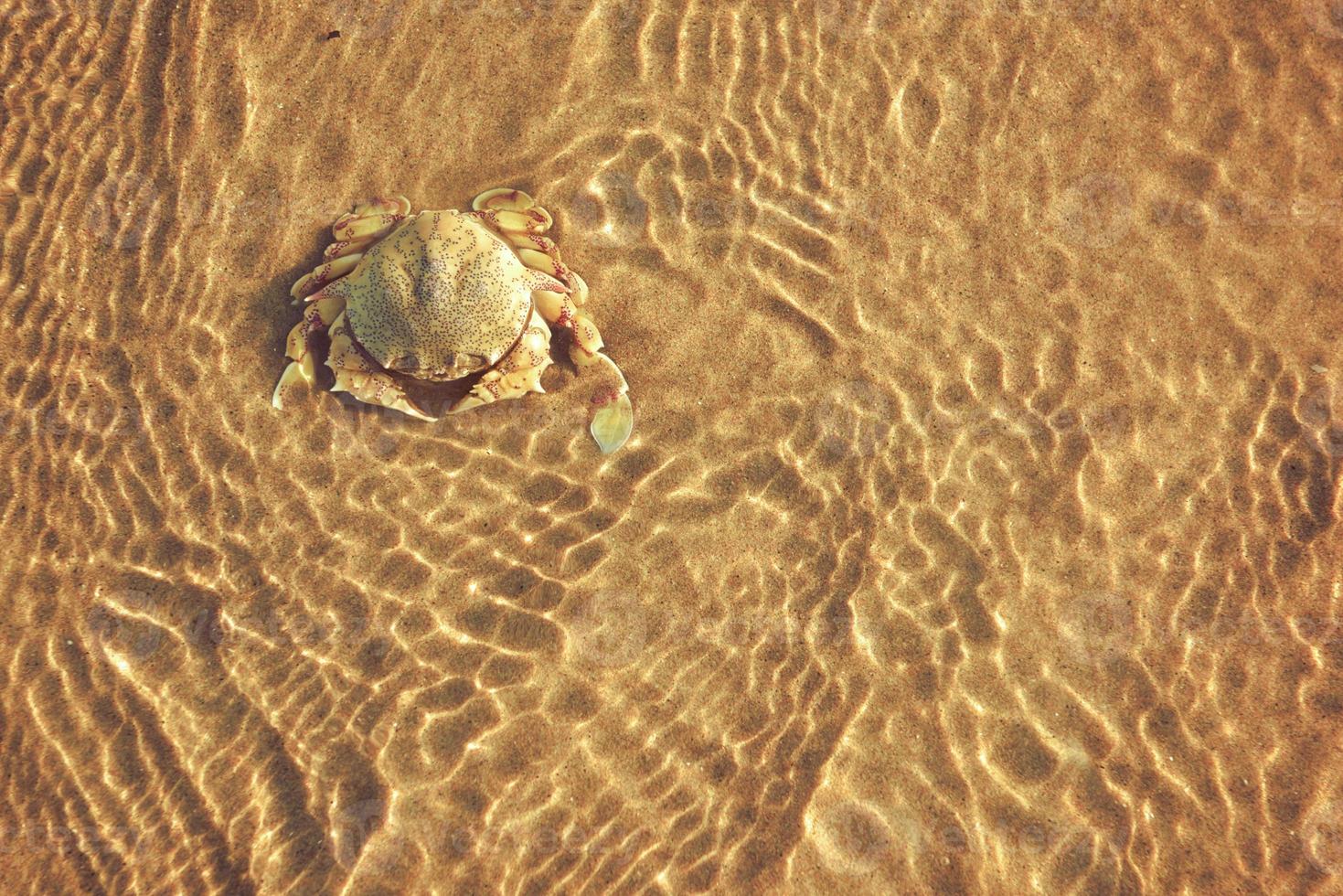 Crabs on the beach and the sea in the waves photo