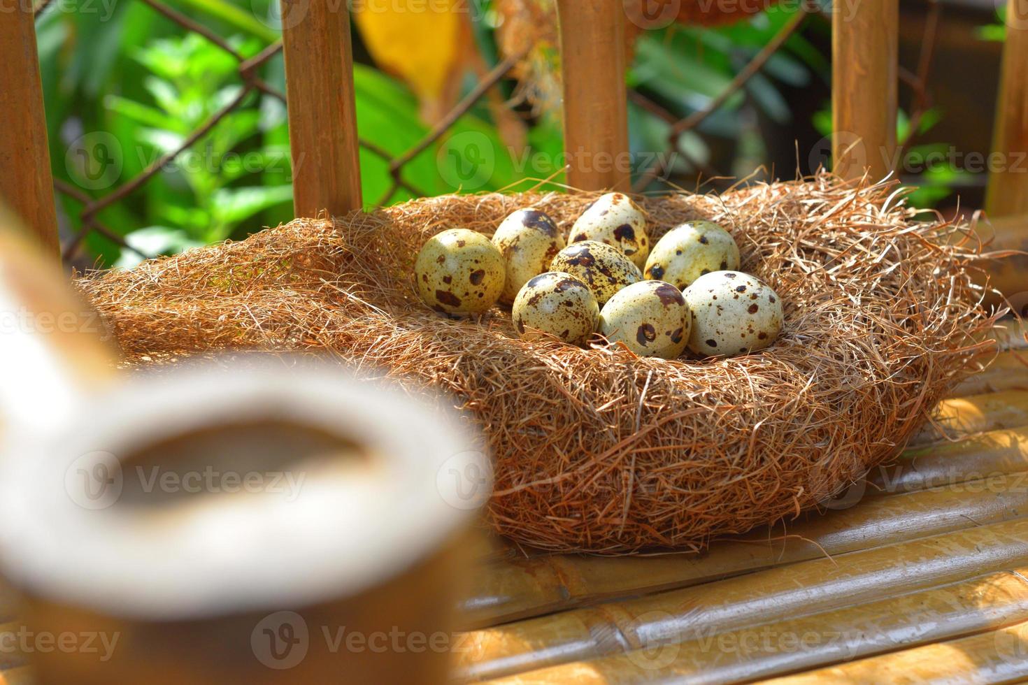 quail eggs in a nest of hay photo