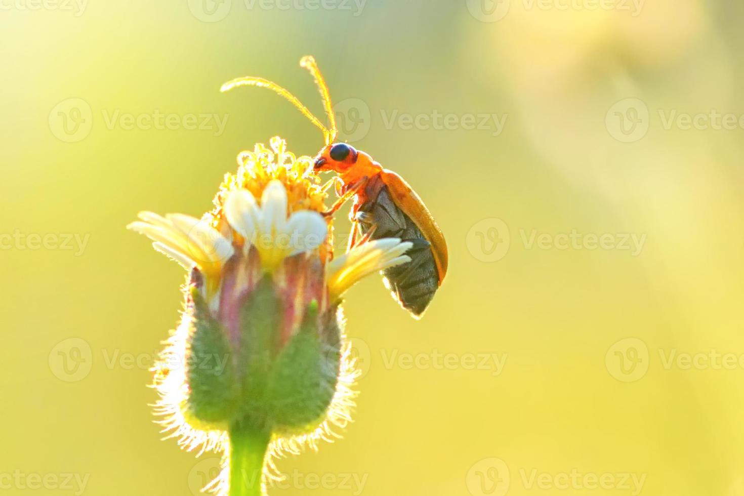 Pumpkin beetle bug perched on the beautiful flower photo